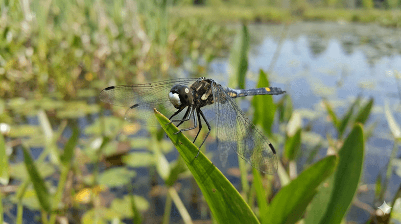 Dot-tailed Whiteface